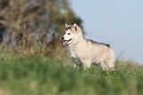 ALASKAN MALAMUTE 131